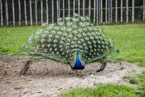 Peacock Splendor