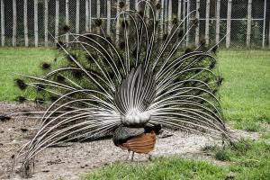 Peacock Backside