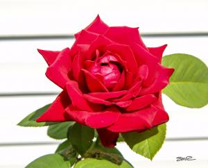 Very Red Rose