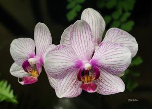 Orchid - 14