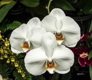 Orchid - 6