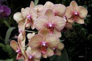 Orchids - 17
