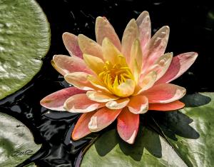 Water Lily - 14