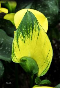 Yellow Cala Lilly - 3