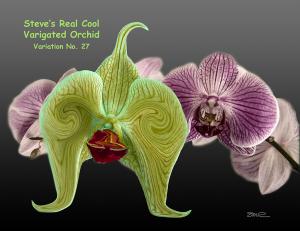 Varigated Orchid - var 27
