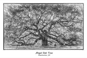Angel Oak Tree Charleston