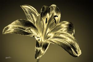 Golden Lily-02