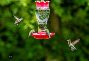 Hummingbird Renunion