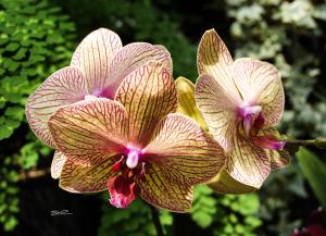 Orchid - 1