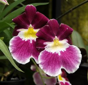 Orchid - 13