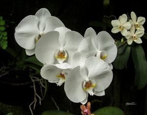 Orchid - 2