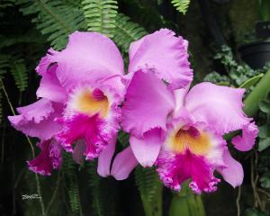 Orchid - 5