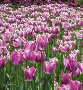 Purple Tulips - Longwood Gardens