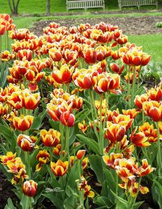 Really Pretty Tulips - Longwood Gardens