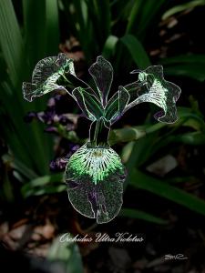 Orchidus Ultra Violetus