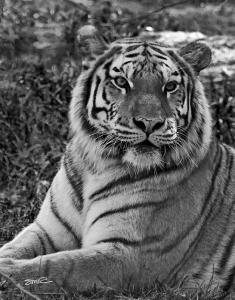 Tiger Look