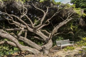 Deep Cut Gardens Twisted Tree