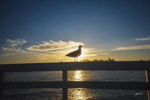 Seagull Sunset