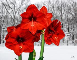 Amaryllis in Winter